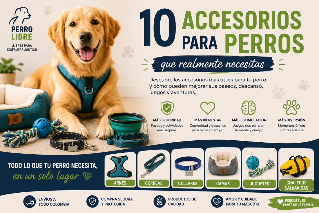 10 accesorios para perros que realmente necesitas