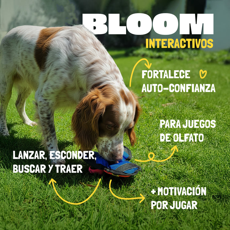 Bloom