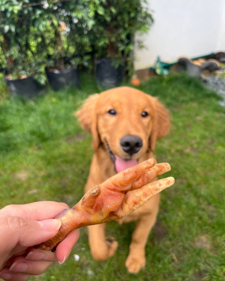 Patas de pollo deshidratadas