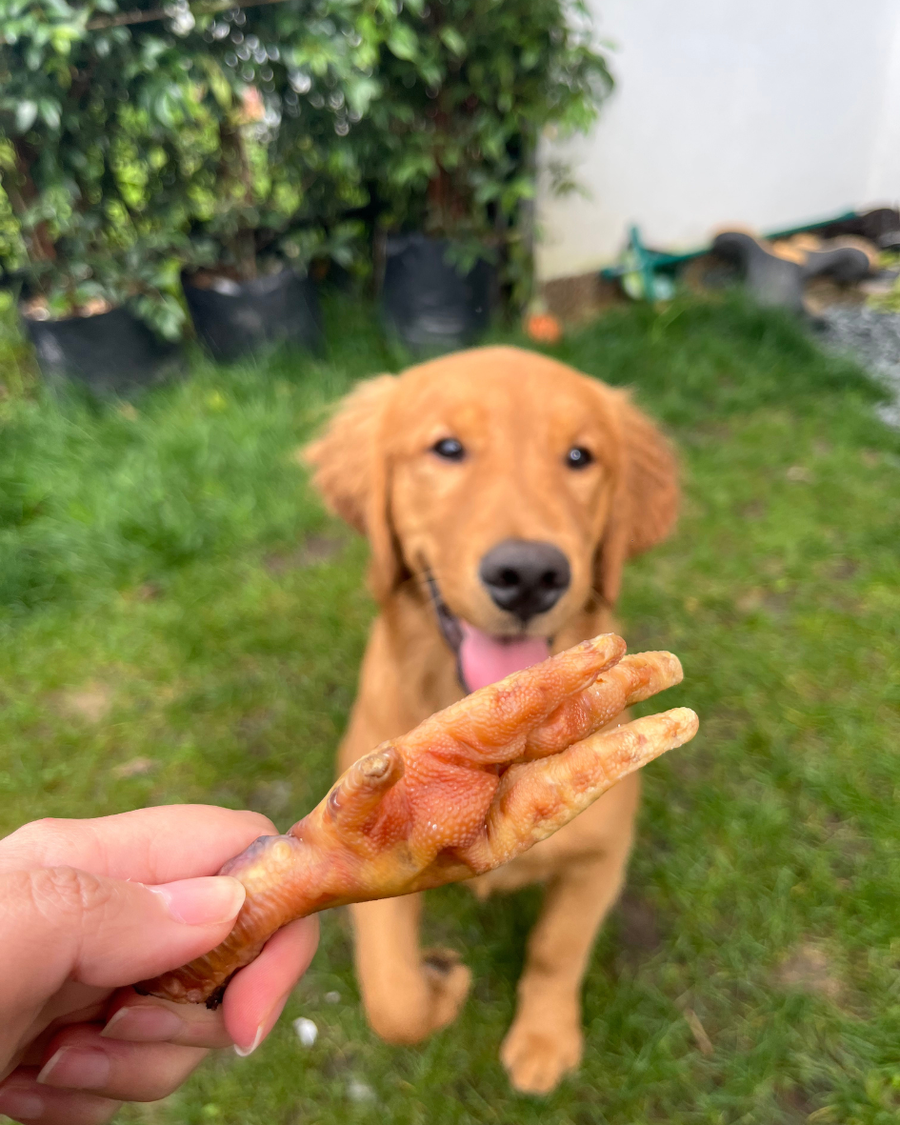 Patas de pollo deshidratadas